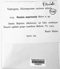 Puccinia majoricensis image